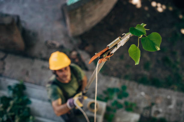 Large Tree Removal in La Luz, NM